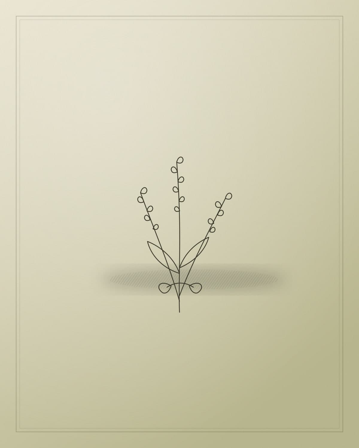 A line engraving of lavender stems tied with string.
